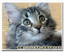 ノルウェージャンフォレストキャット