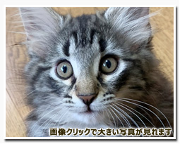 ノルウェージャンフォレストキャット