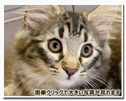 ノルウェージャンフォレストキャット