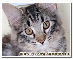 ノルウェージャンフォレストキャット