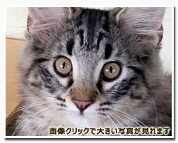 ノルウェージャンフォレストキャット