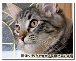 ノルウェージャンフォレストキャット