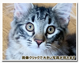 ノルウェージャンフォレストキャット