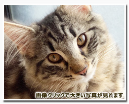 ノルウェージャンフォレストキャット