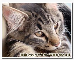 ノルウェージャンフォレストキャット