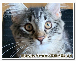 ノルウェージャンフォレストキャット