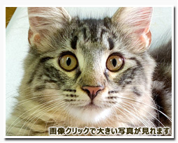 ノルウェージャンフォレストキャット