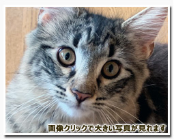 ノルウェージャンフォレストキャット