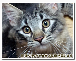 ノルウェージャンフォレストキャット