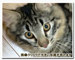 ノルウェージャンフォレストキャット