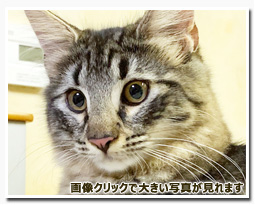 ノルウェージャンフォレストキャット