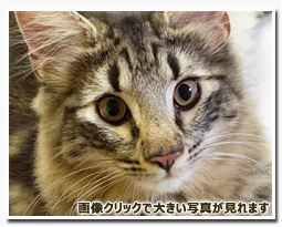 ノルウェージャンフォレストキャット