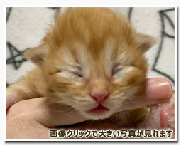 ノルウェージャンフォレストキャット