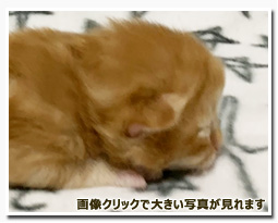 ノルウェージャンフォレストキャット