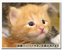 ノルウェージャンフォレストキャット