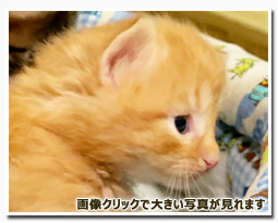 ノルウェージャンフォレストキャット