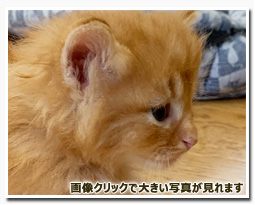 ノルウェージャンフォレストキャット