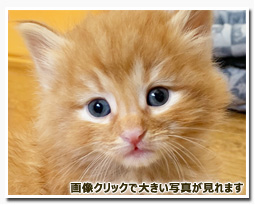 ノルウェージャンフォレストキャット