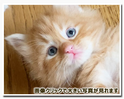 ノルウェージャンフォレストキャット