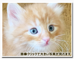 ノルウェージャンフォレストキャット