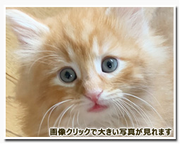 ノルウェージャンフォレストキャット