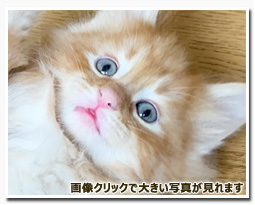 ノルウェージャンフォレストキャット