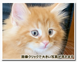 ノルウェージャンフォレストキャット