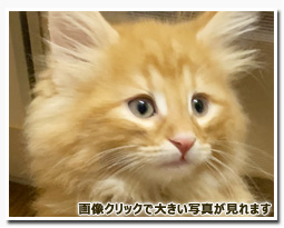 ノルウェージャンフォレストキャット