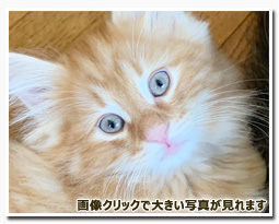 ノルウェージャンフォレストキャット