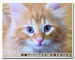 ノルウェージャンフォレストキャット