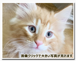 ノルウェージャンフォレストキャット