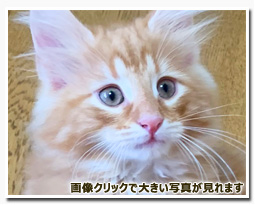 ノルウェージャンフォレストキャット