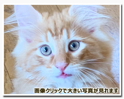 ノルウェージャンフォレストキャット