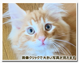 ノルウェージャンフォレストキャット