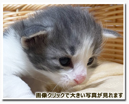 ノルウェージャンフォレストキャット