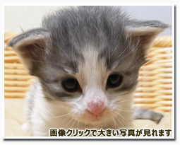 ノルウェージャンフォレストキャット