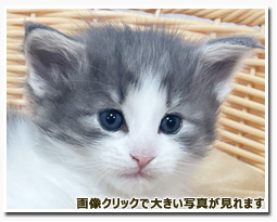 ノルウェージャンフォレストキャット