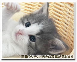 ノルウェージャンフォレストキャット