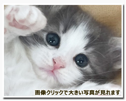 ノルウェージャンフォレストキャット