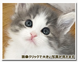 ノルウェージャンフォレストキャット