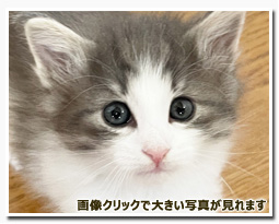 ノルウェージャンフォレストキャット