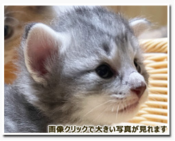 ノルウェージャンフォレストキャット