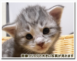 ノルウェージャンフォレストキャット