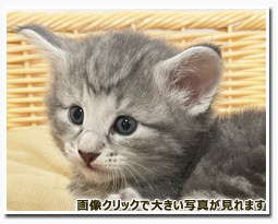 ノルウェージャンフォレストキャット