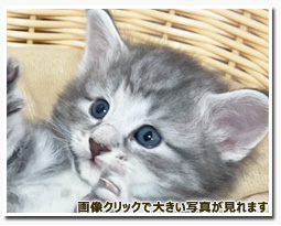 ノルウェージャンフォレストキャット