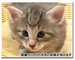 ノルウェージャンフォレストキャット