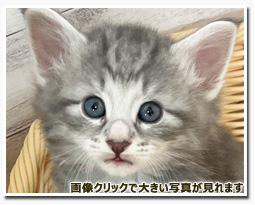 ノルウェージャンフォレストキャット