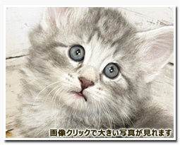 ノルウェージャンフォレストキャット