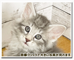 ノルウェージャンフォレストキャット