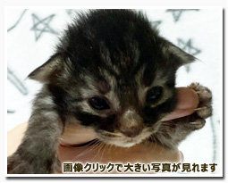 ノルウェージャンフォレストキャット